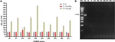 Identification of far-red light acclimation in an endolithic Chroococcidiopsis strain and associated genomic features: Implications for oxygenic photosynthesis on exoplanets